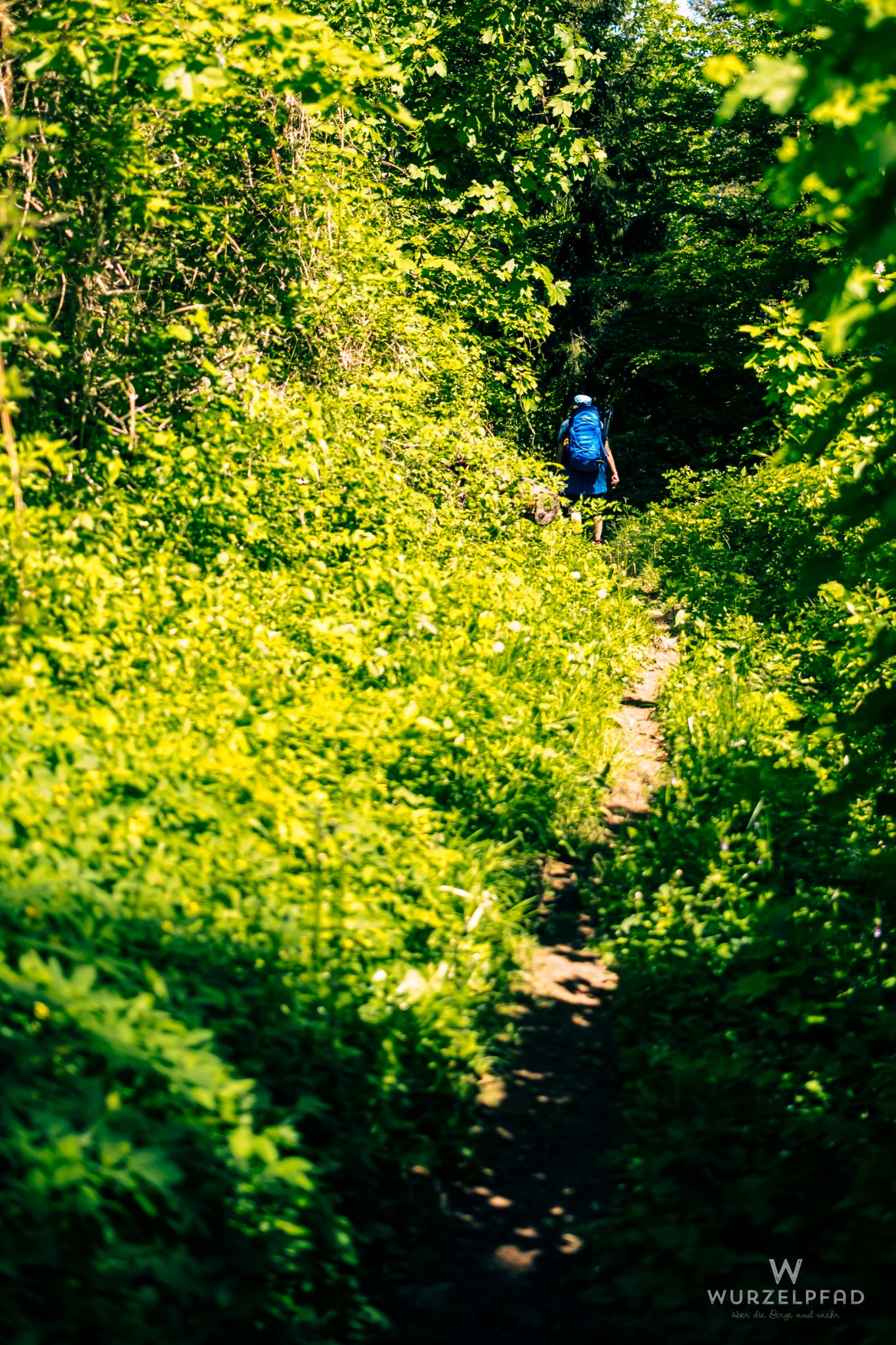 Unterwegs im dichten Grün